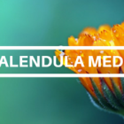 Calendula Media